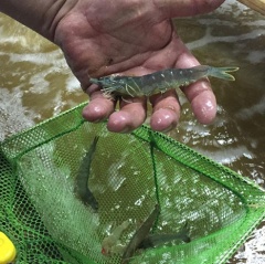 Nuôi tôm trên cát hiệu quả, an toàn